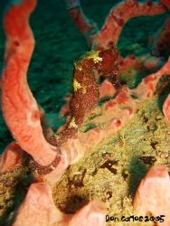 Taken at St George's wreck at 27 mts.
Ride on! by Carlos Valenzuela 